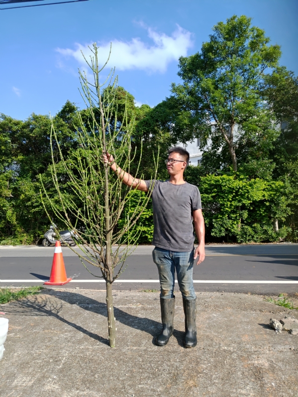 jeff的第二张照片--安溪婚介网